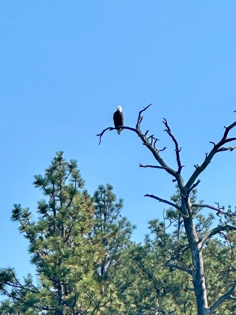 Bald Eagles Rule The Airspace