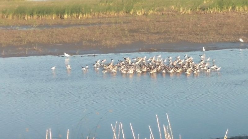 Why So Many North American Birds Pass Through