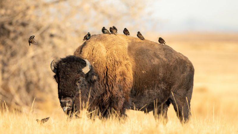 Wildlife You Might Meet