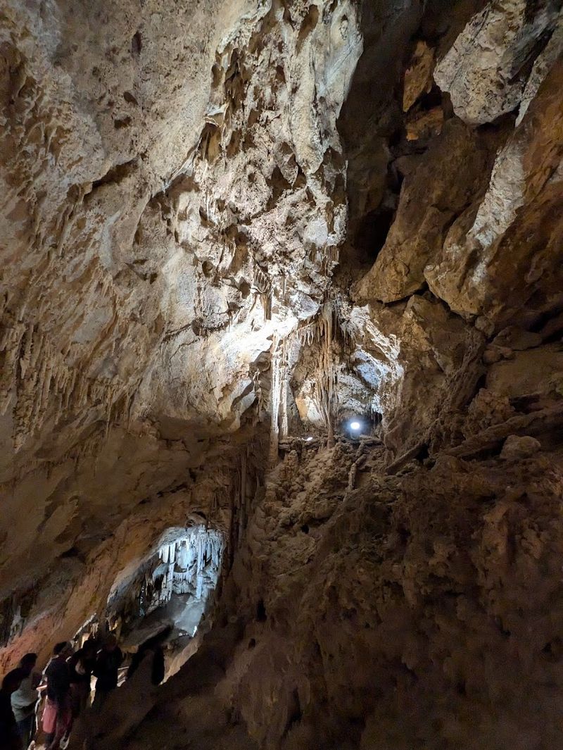 Bats, Fungi, And A Very Important Rule