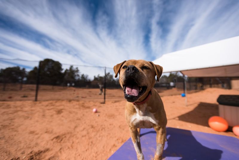 Adopting From Best Friends: When a Visit Becomes a Life Change