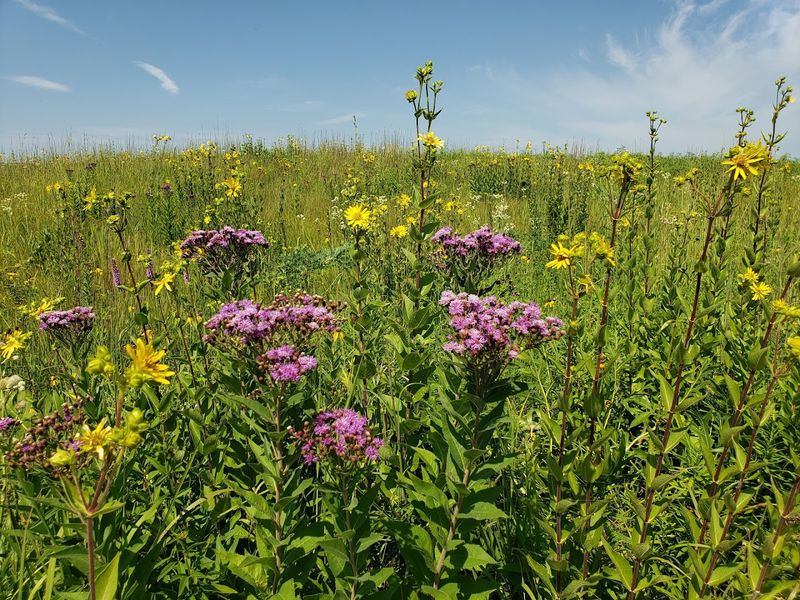 Wildlife Beyond Bison and Elk