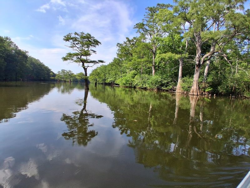 Bayou Roads That Actually Deliver