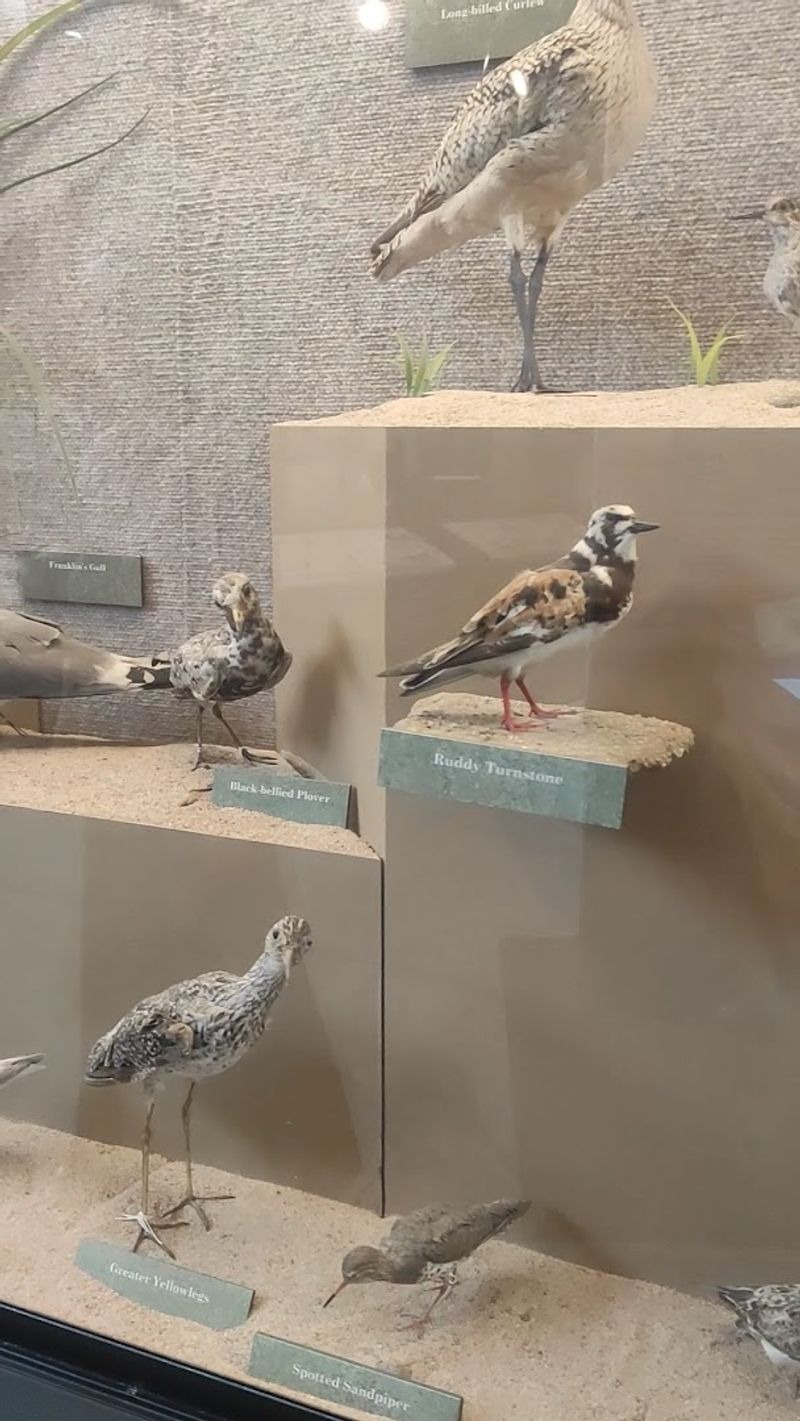An Education Center That Brings The Marsh To Life