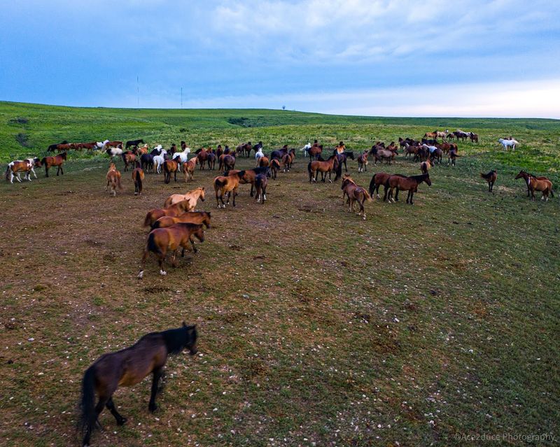 The Flint Hills Are One Of North America's Last Tallgrass Prairie Strongholds