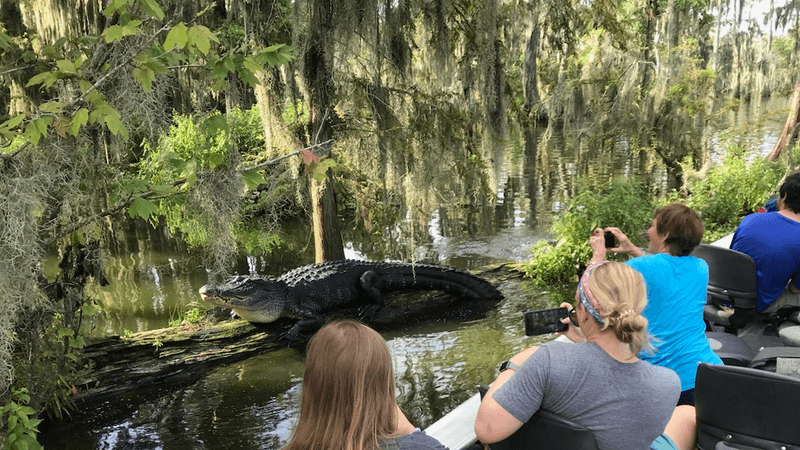 Choose A Morning Tour For Lively Wildlife