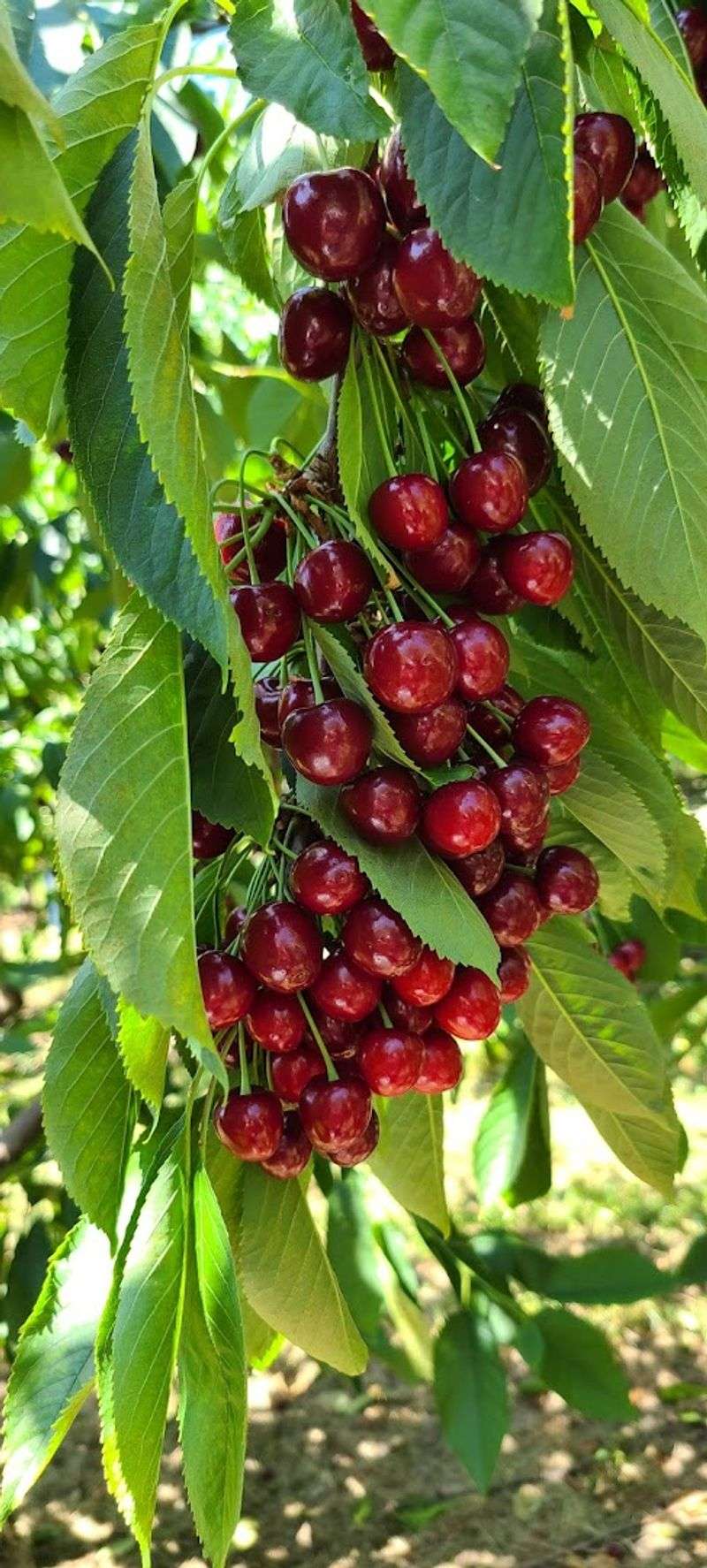 The Farm That Turns Cherry Season Into A Calendar Event