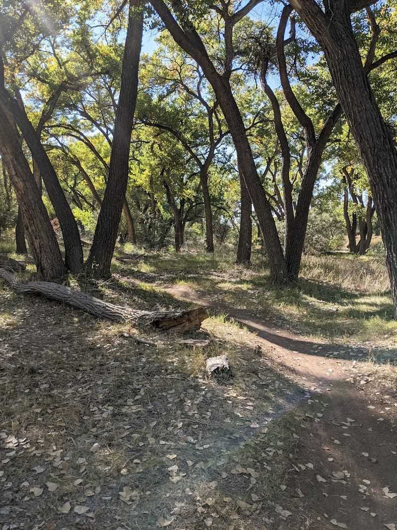 A Quiet Walk Beneath Cottonwood Shade