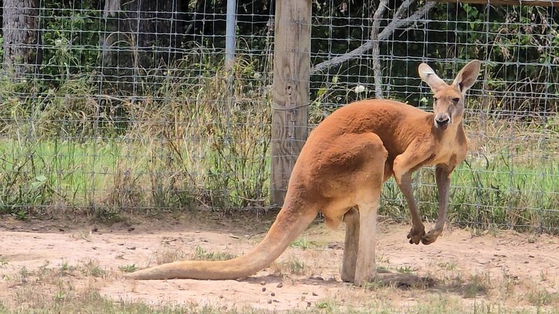 The Drive-Through Safari Loop