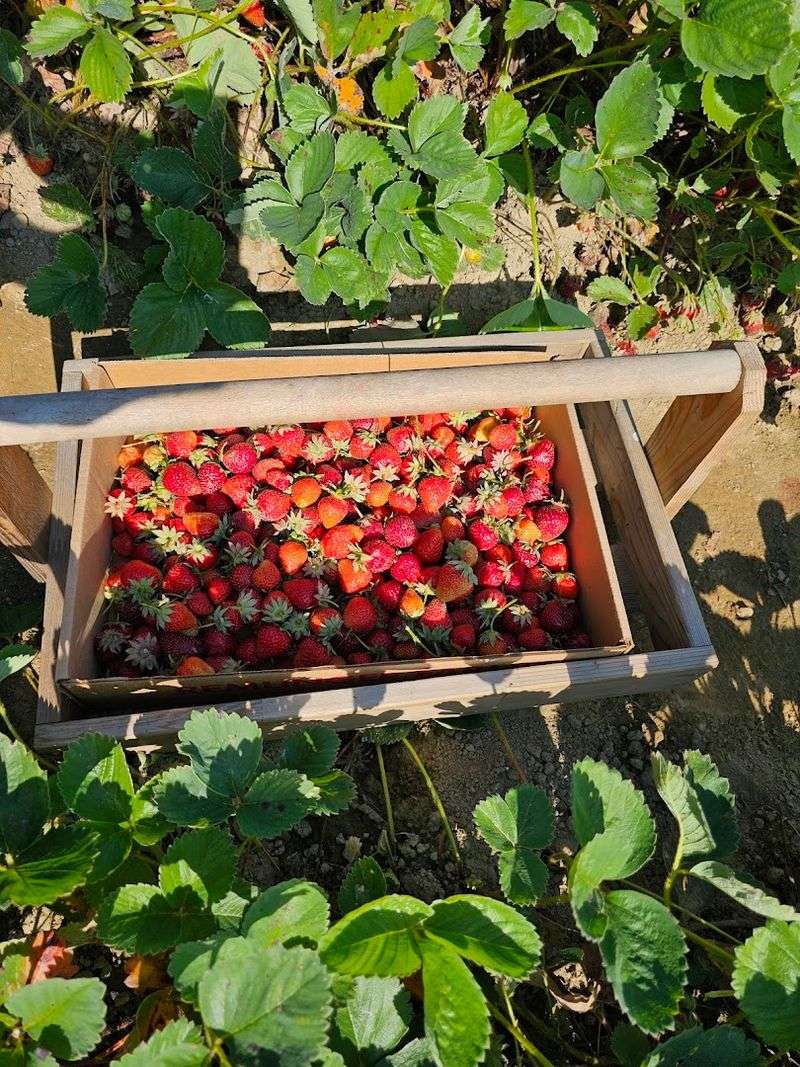 The Farm That Puts You To Work In The Best Way Possible