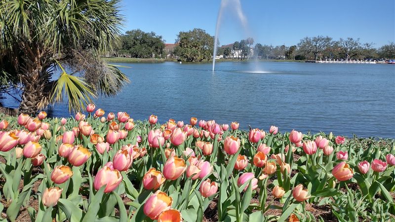Oaks, Lagoons, And A City-Sized Pause