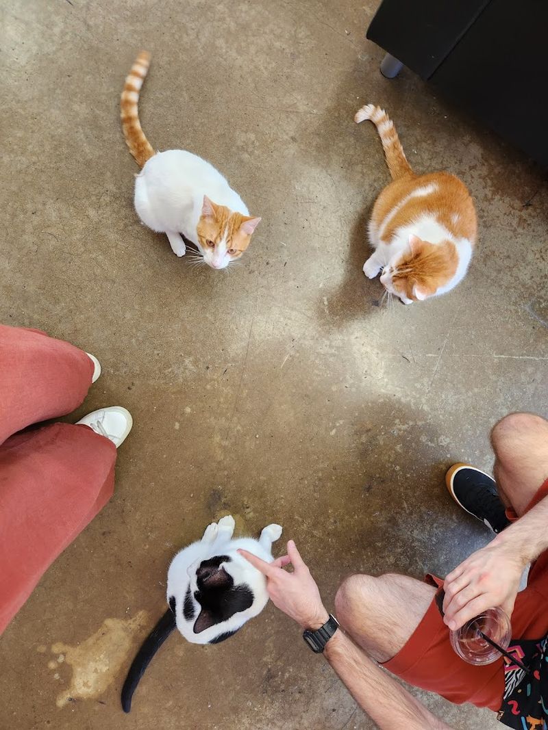 Ask Staff About Individual Cats