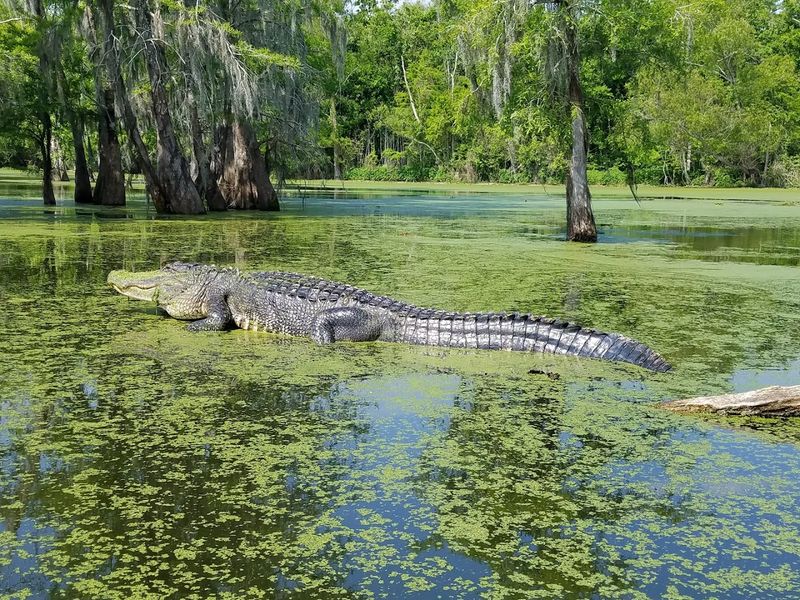 Learn The Difference Between Swamps And Bayous
