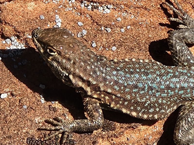 Wildlife That Shows Up Uninvited (in the Best Way)