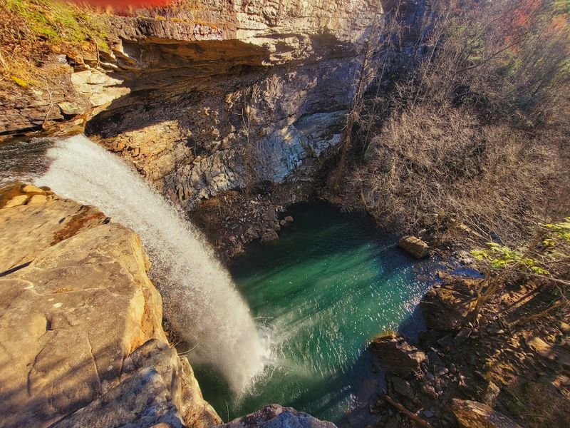 Dogs On The Trail
