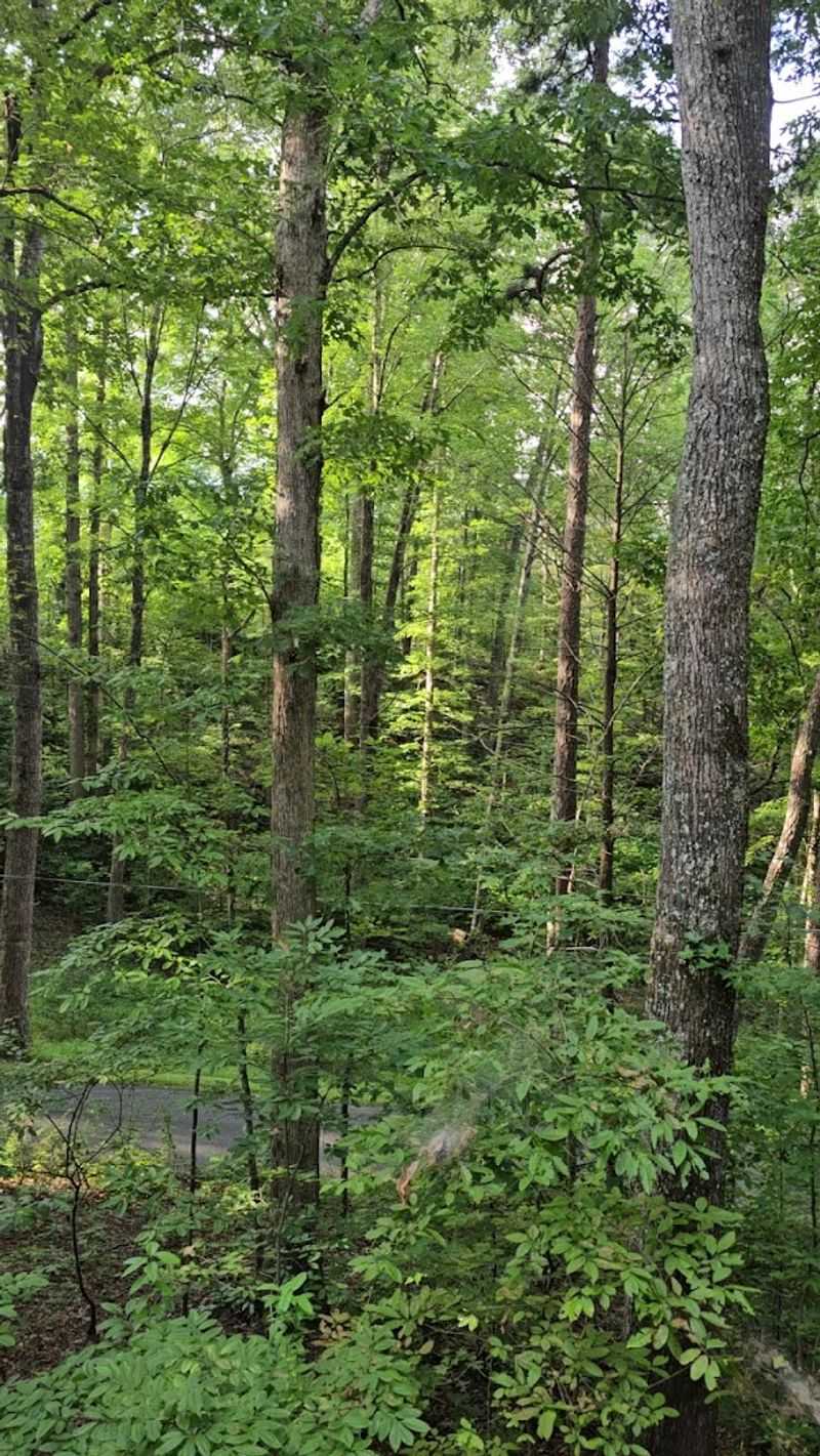 The Trail Through Forest