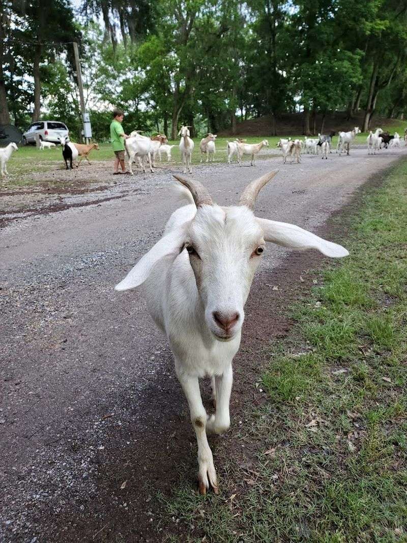 The Famous Friendly Goats