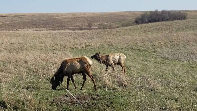 The Elk You Might Not Expect to See