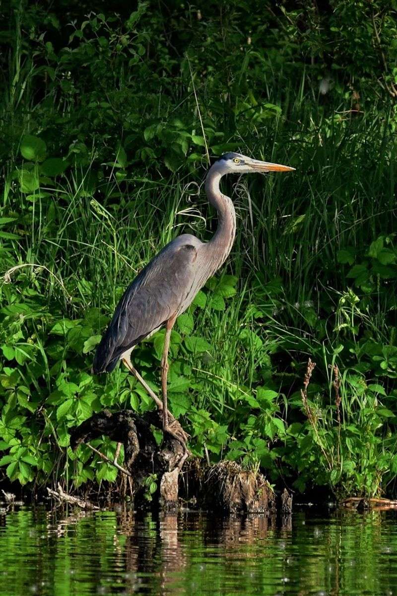 A Kansas Conservation Success Story Worth Celebrating