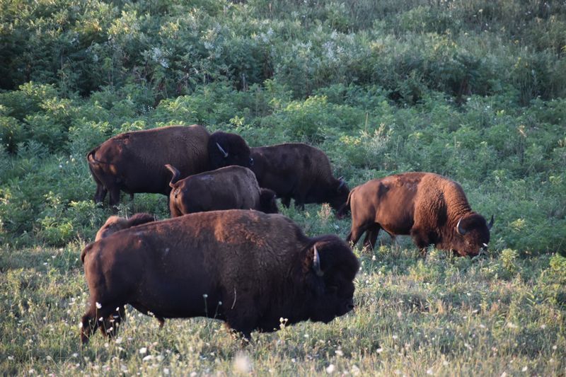 The Prairie Restoration Story Behind the Refuge