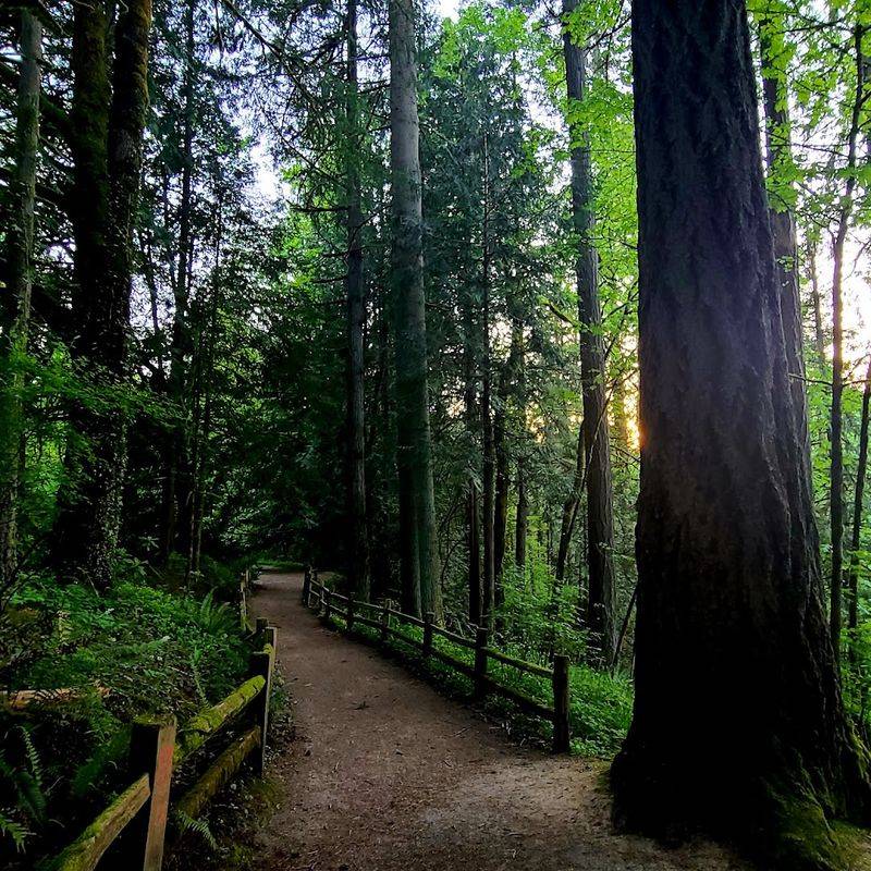 Forest Park, The Giant Green Backdrop