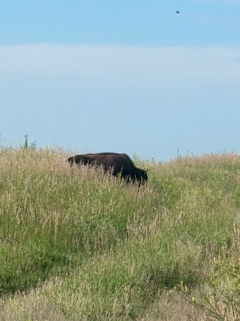 Bison On The Trail: A Wild Encounter You Will Not Forget
