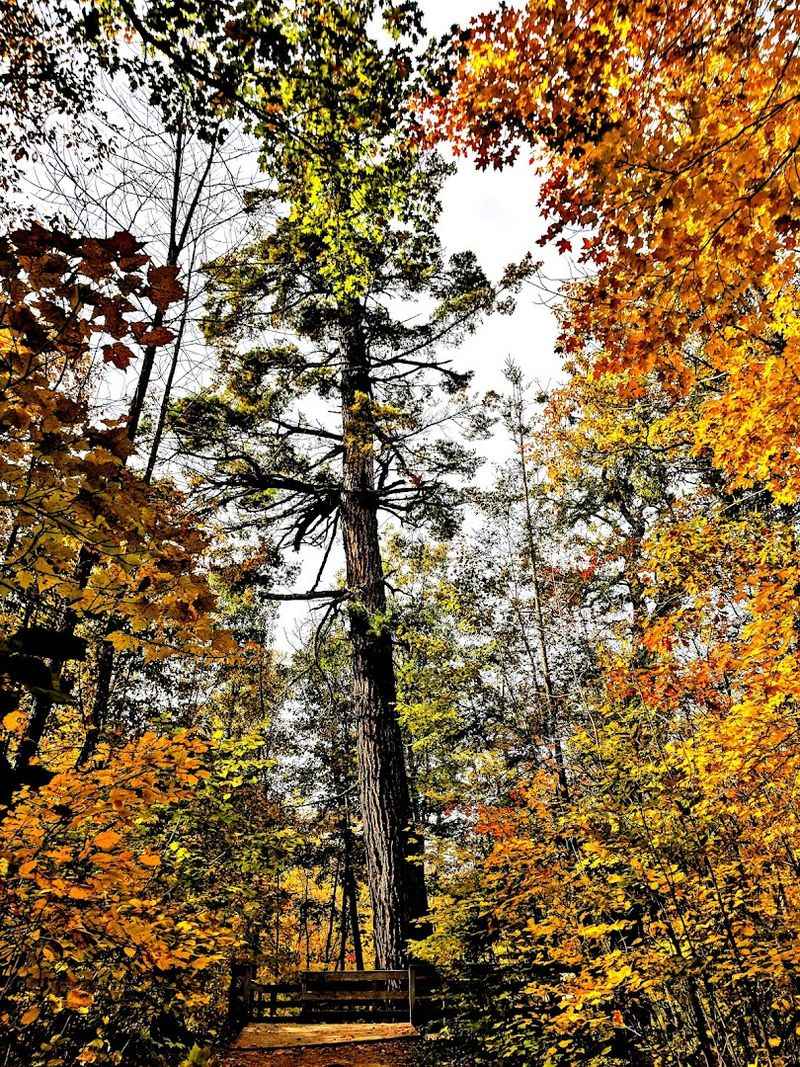 Old-Growth Pines That Make You Feel Small In The Best Way