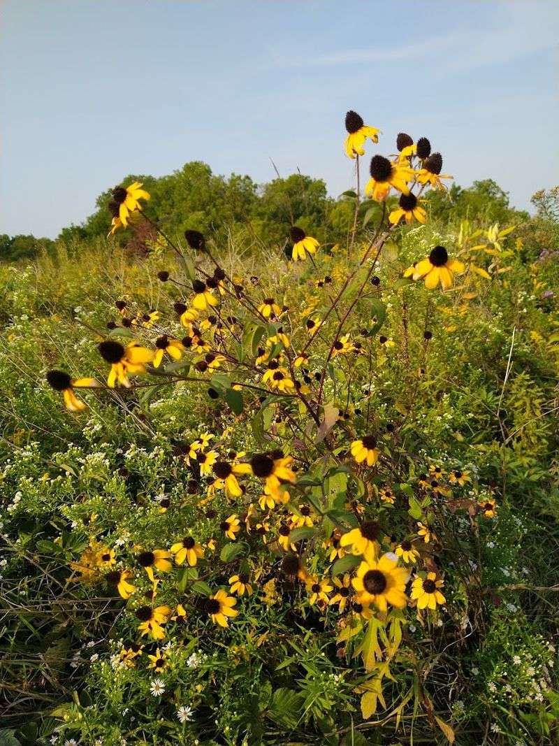 Wildflowers On The Prairie Section