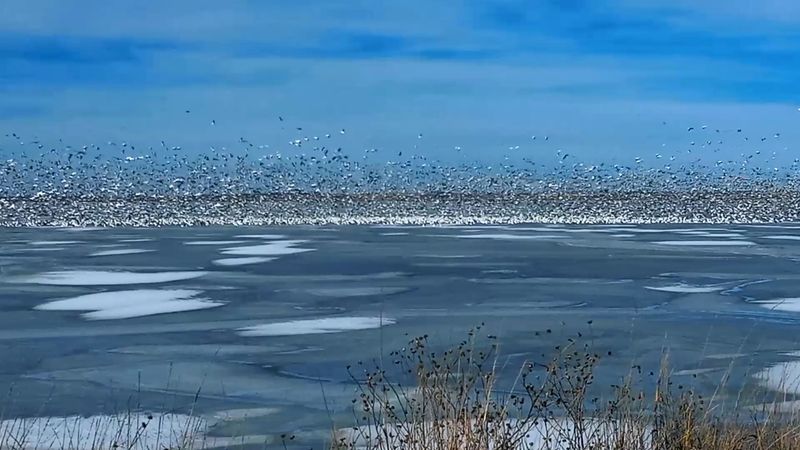 The Best Times Of Year To Visit For Peak Bird Activity