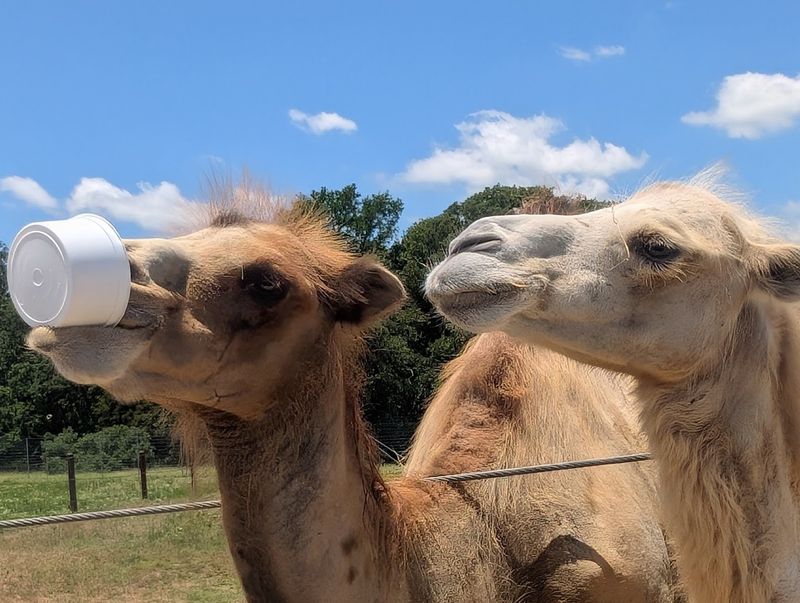 Wagon Ride Tour Option