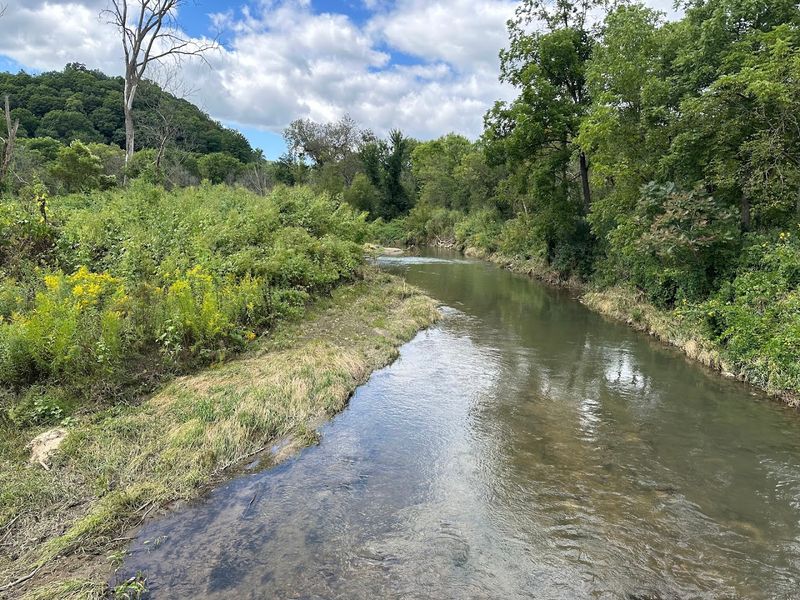 Wildlife, Stars, and the Sound of the Creek at Night