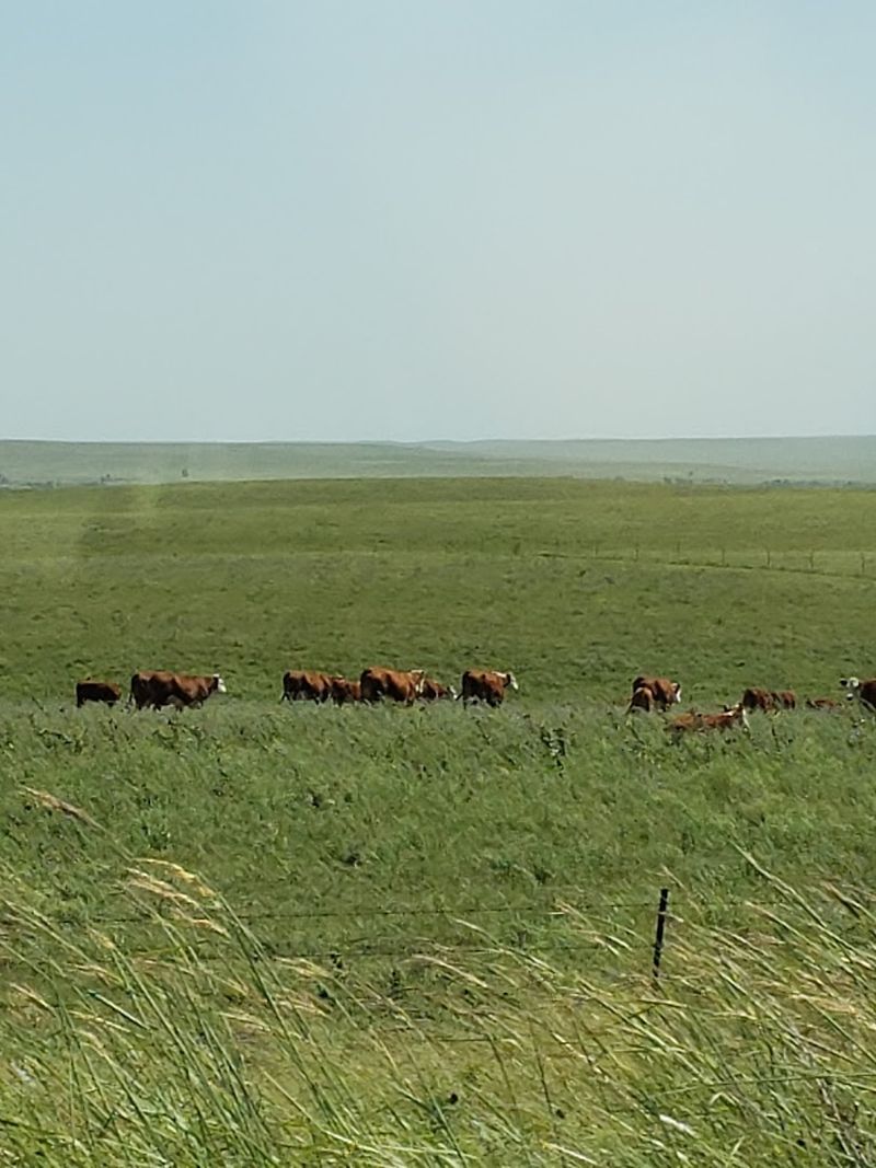 Tallgrass Prairie National Preserve: Where The Grass Grows Taller Than You Think