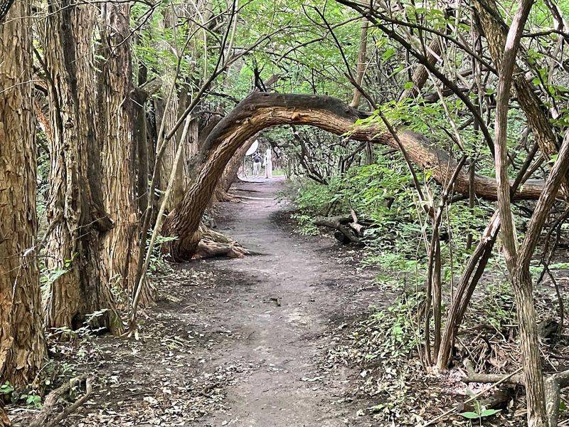 The Osage Orange Trees That Built The Tunnel