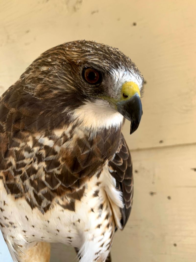 Powerful Raptors Watch From Open-Air Enclosures