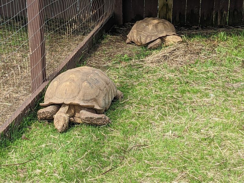 Beyond The Gators Petting Zoo