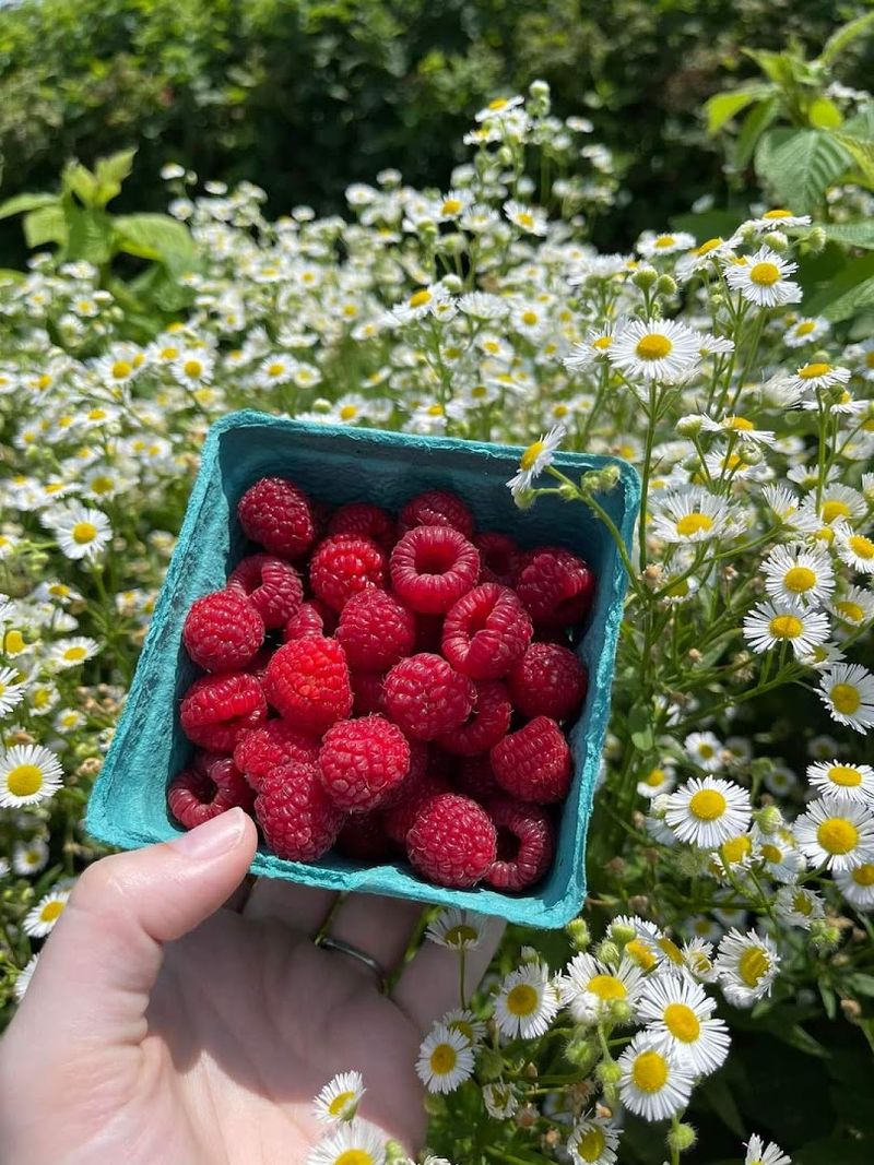 Berry Season Is The Real Summer Star