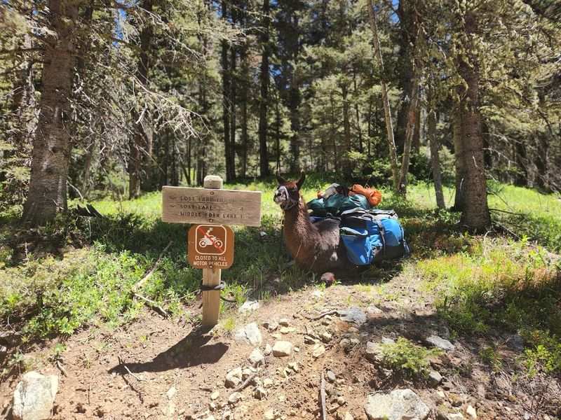 Woolly Companions Along The Mountain Trail