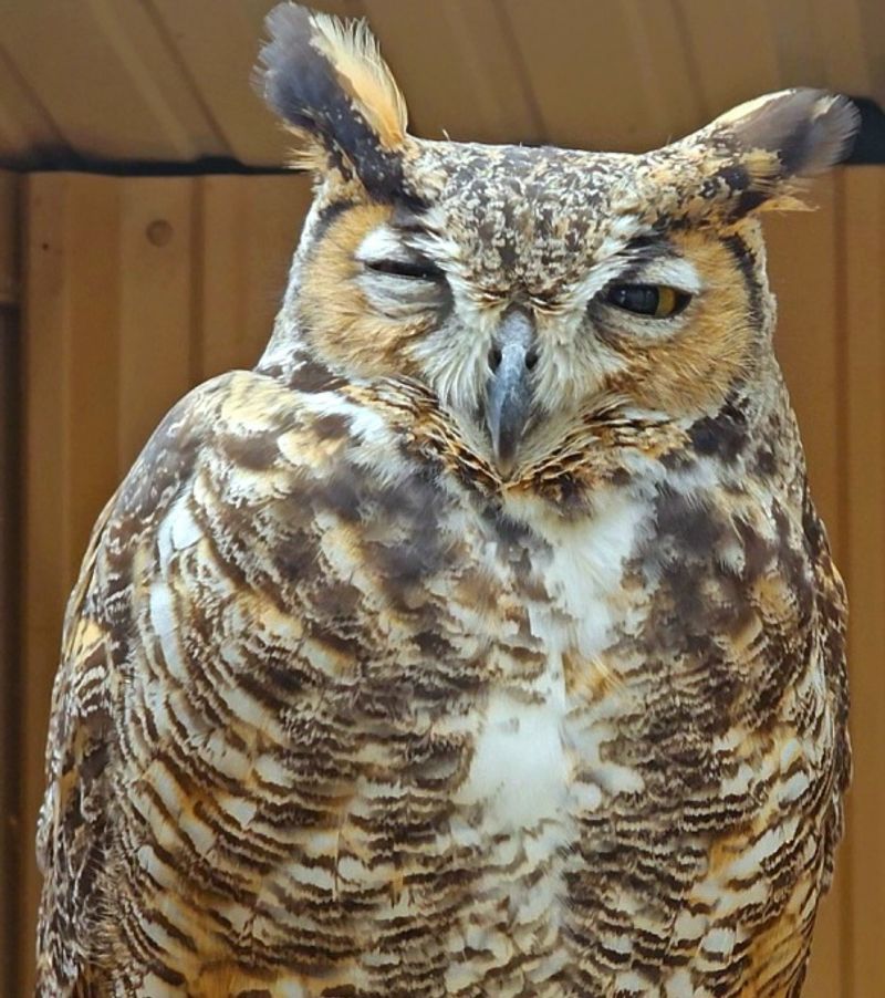 Close-Up Views Of Remarkable Animals