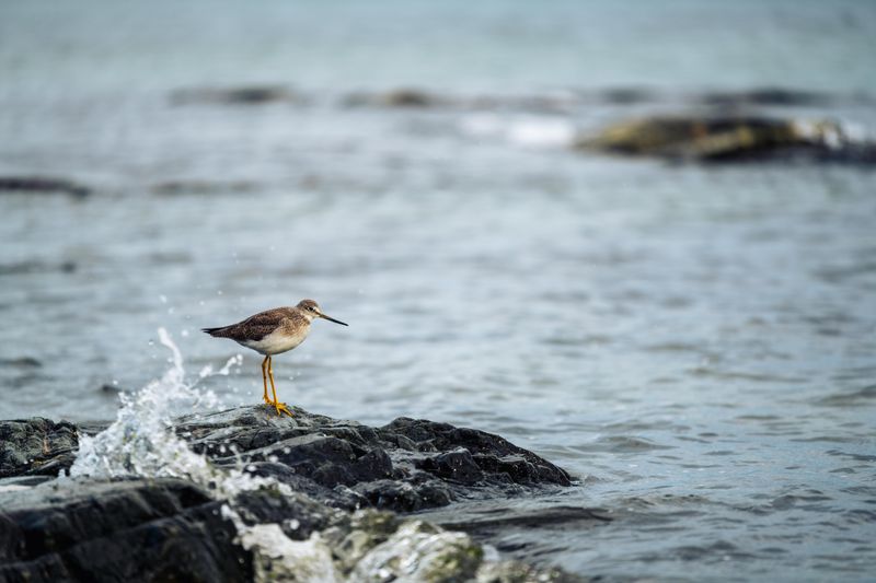 Wildlife Wonders