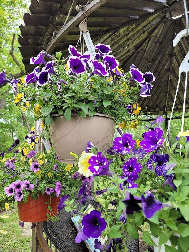 Fresh Flowers And Garden Finds That Stop You In Your Tracks