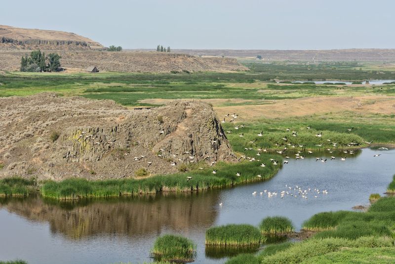 Shrub-Steppe Life Refuses To Match The Color Palette
