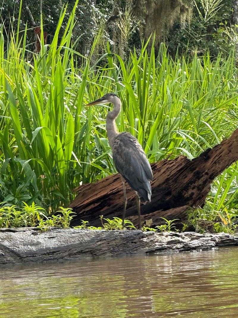 Conservation Ethic And Stewardship