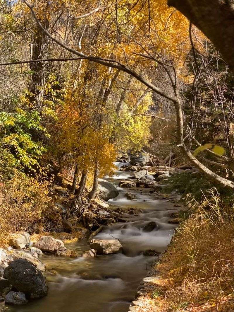 Fall Foliage on the Loop: Aspens That Know What They Are Doing