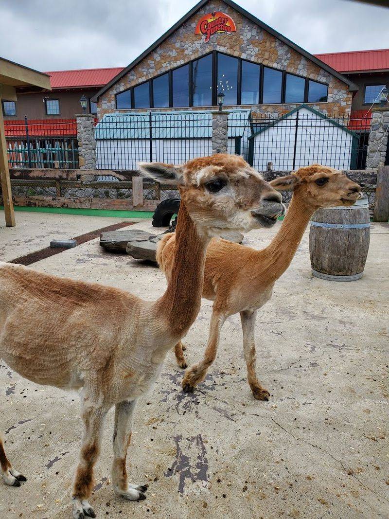The Free Petting Farm Adds Animals To The Shopping List
