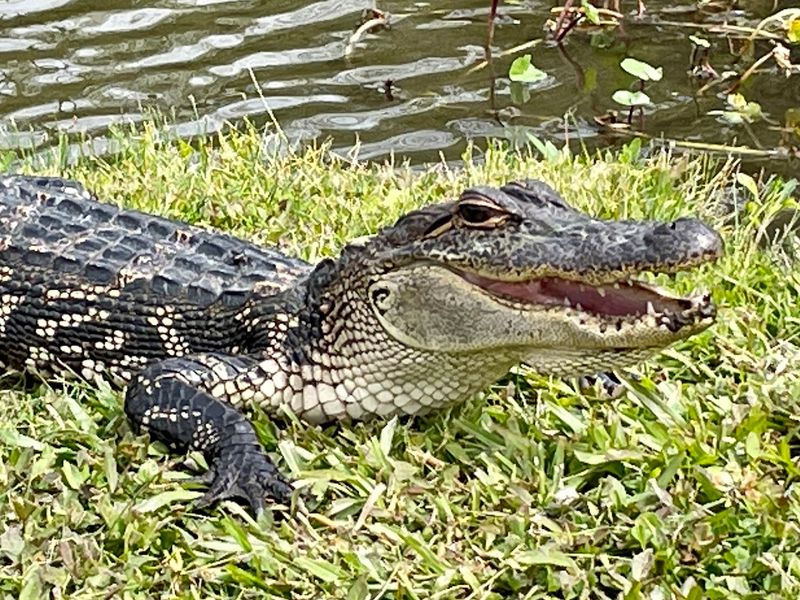 Wildlife Etiquette And Safety