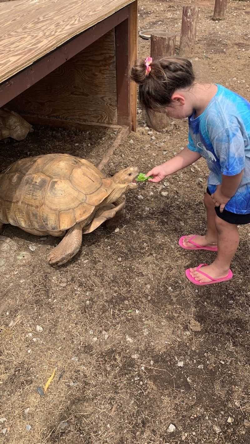 A Diverse Reptile House