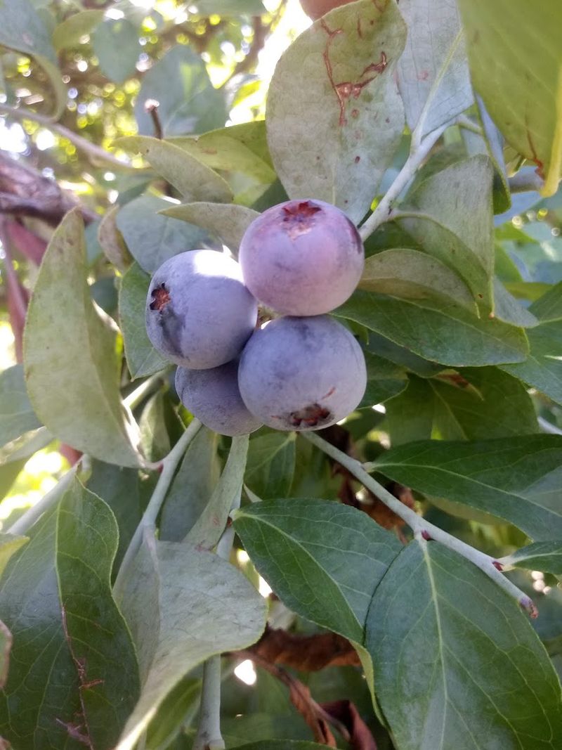 Unveiling The Season’S Sweetest Secret