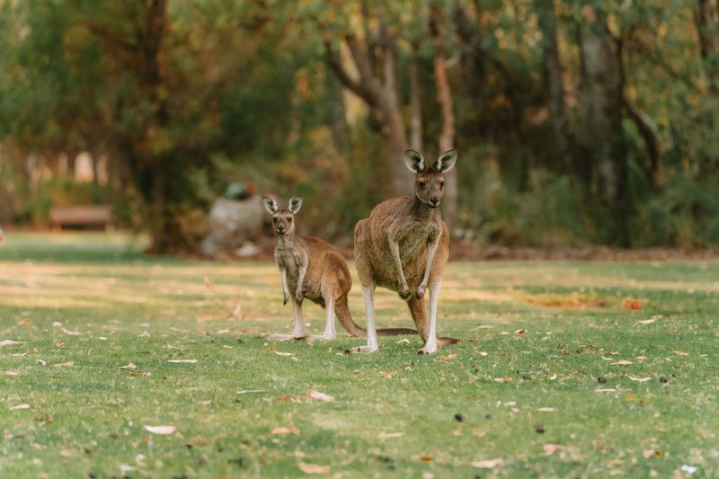 Kangaroo Encounters Go Beyond Just Looking