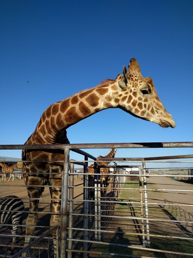 Giraffes You Can Meet Up Close