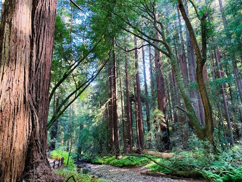 Muir Woods National Monument, Mill Valley